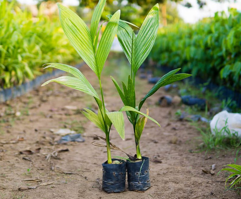 Cây cau giống trong bầu