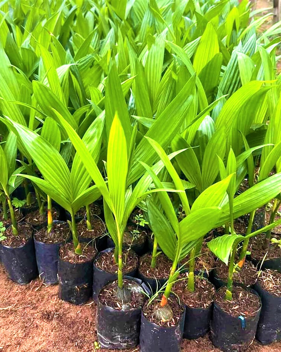 Vườn cây cau giống