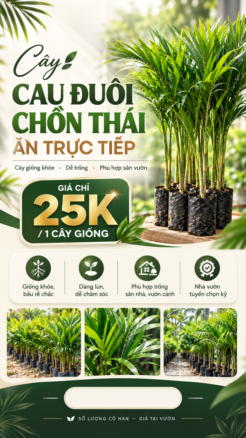 Cây cau đuôi chồn Thái ăn trực tiếp, giá chỉ 25K một cây giống