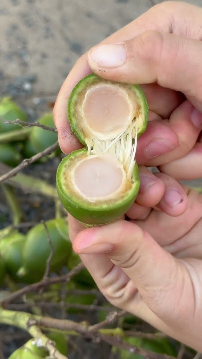 Quả cau đuôi chồn bổ đôi
