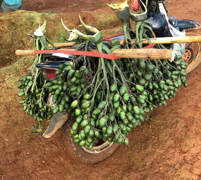 Buồng cau thu hoạch