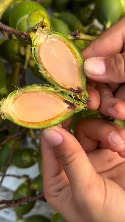 Cùi cau đuôi chồn