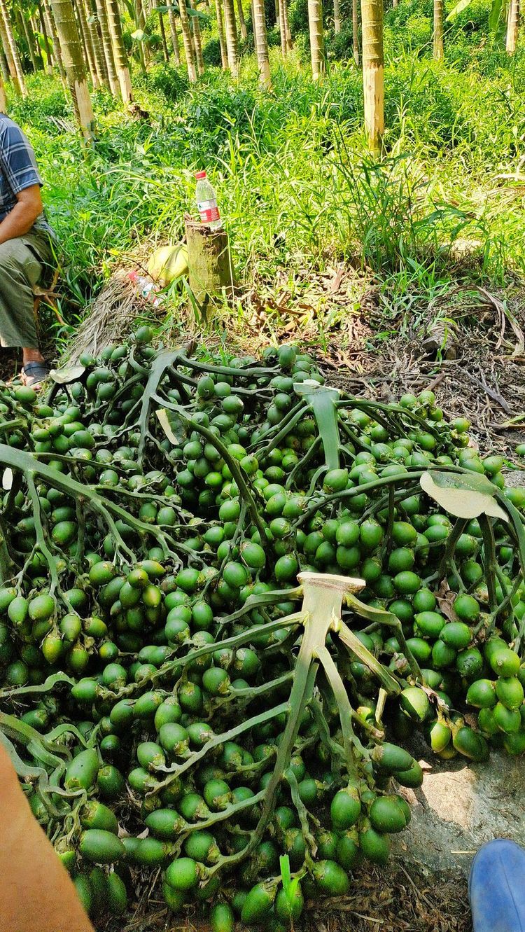 Buồng cau sau thu hoạch
