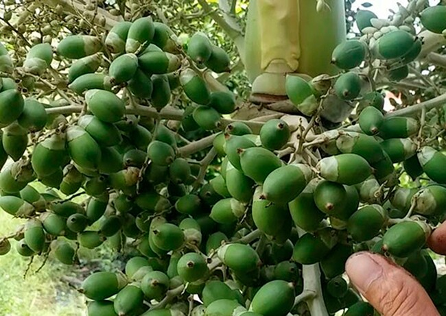 Chùm cau đuôi chồn sai quả
